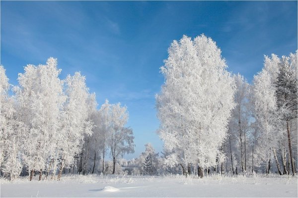 снежное дерево