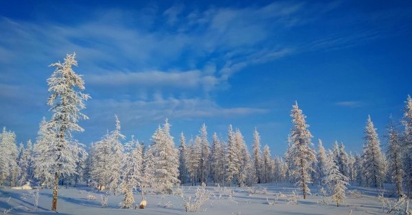 зимняя тайга