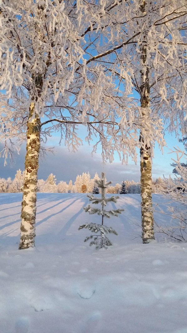 зимние березы