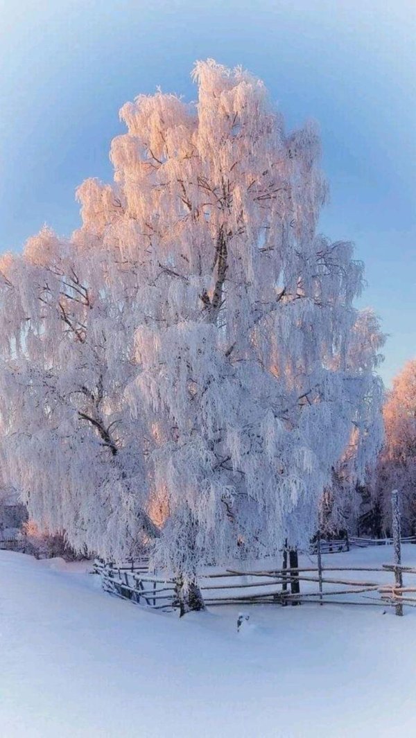 белая береза есенин