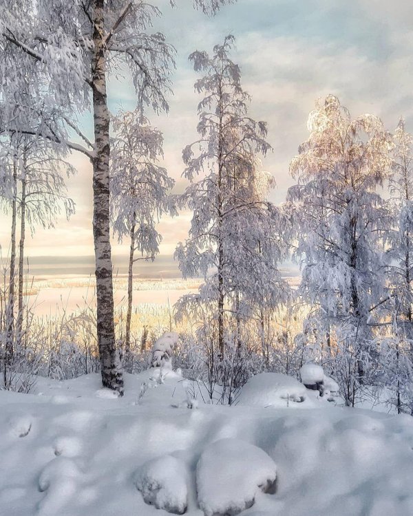 в зимнем лесу