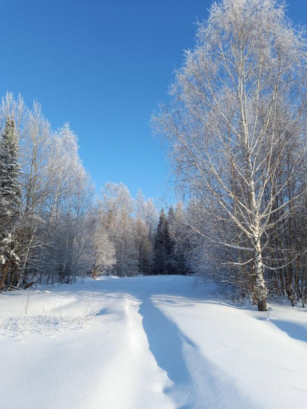 зимняя березовая роща