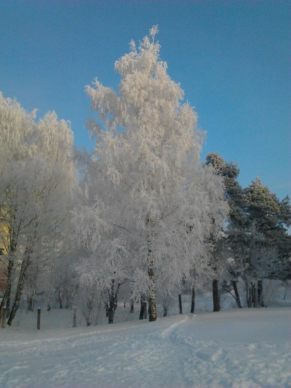 снежная береза