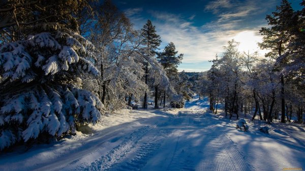 природа зимняя