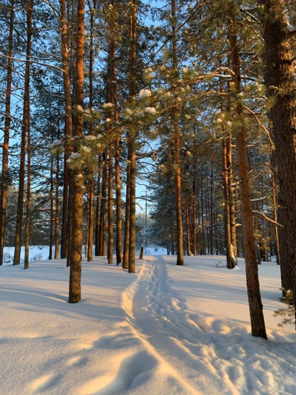 зимний сосновый бор