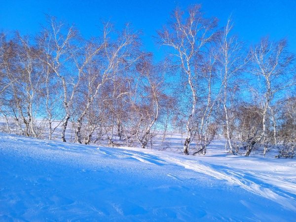 зимняя березовая роща