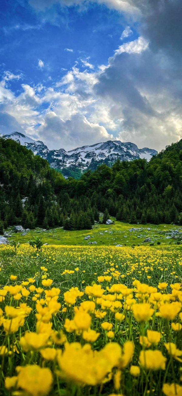 альпийские луга швейцария