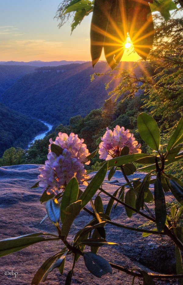 тхач рододендроны
