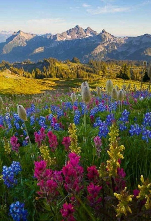 mt rainier national park