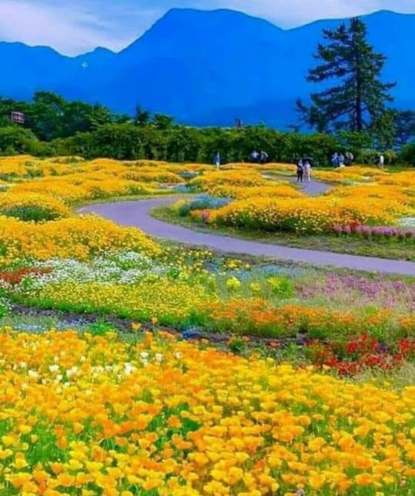 пейзаж сада