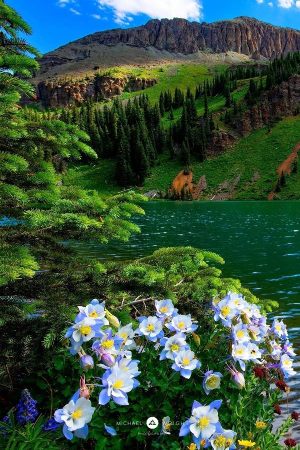 горные цветы колорадо