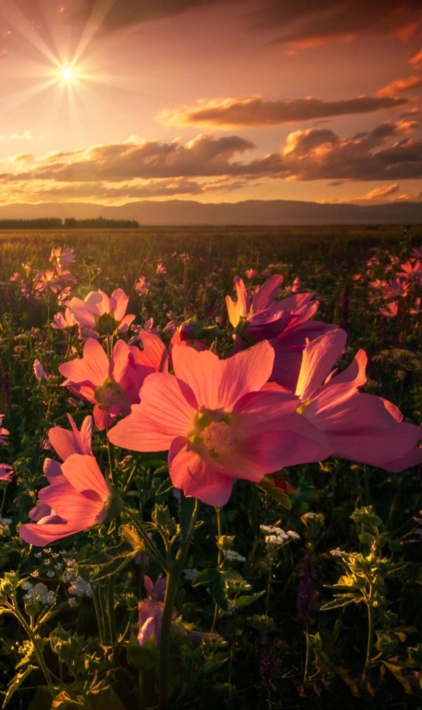 закат с цветами