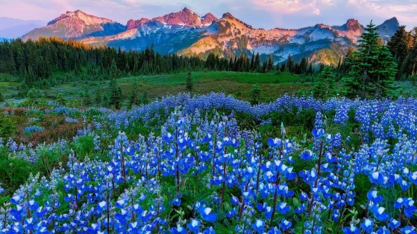 национальный парк маунт рейнир