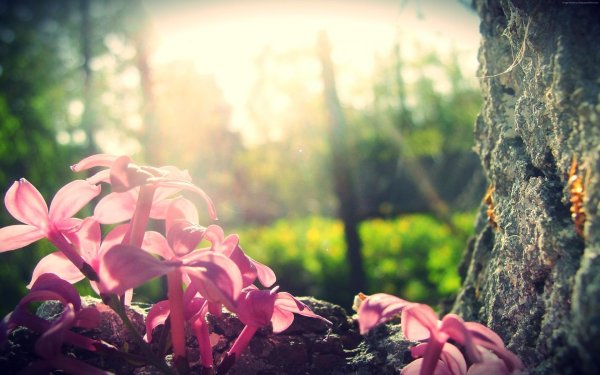 цветок в лесу