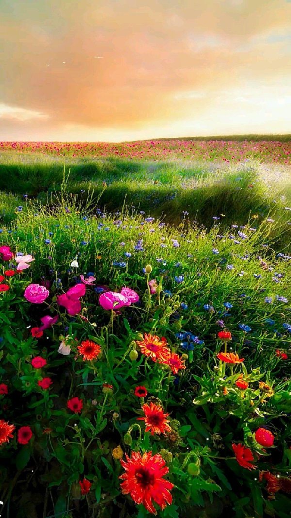 красивый луг