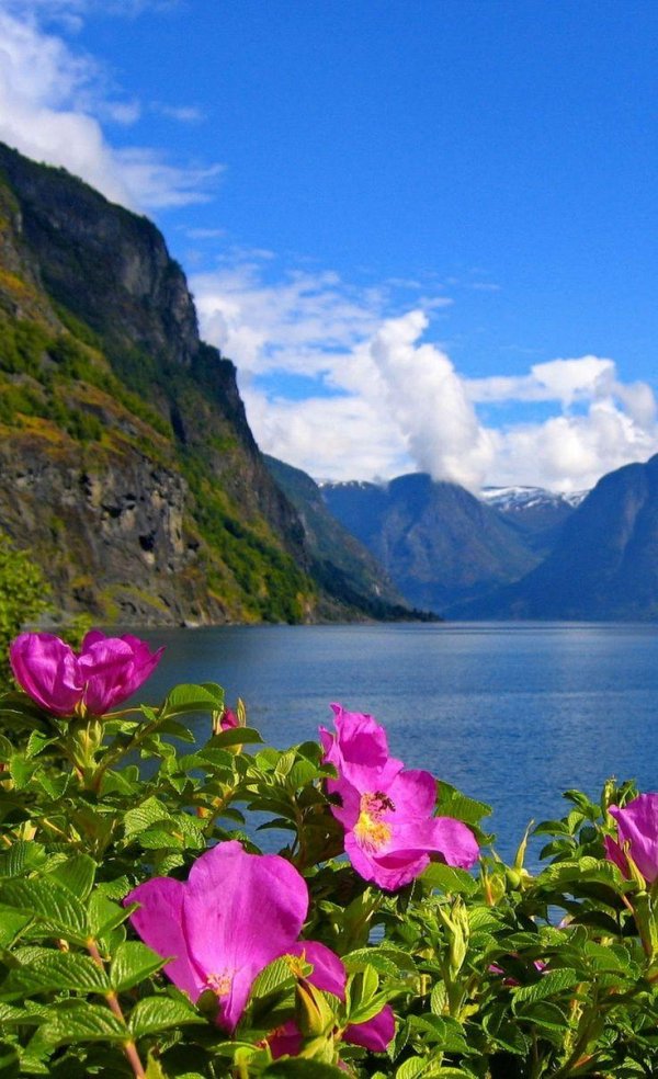 согнефьорд норвегия