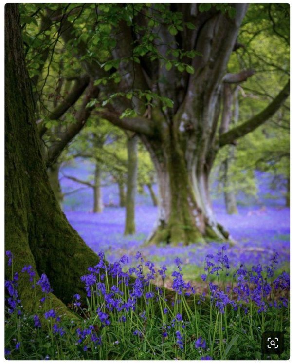 лес халлербос бельгия