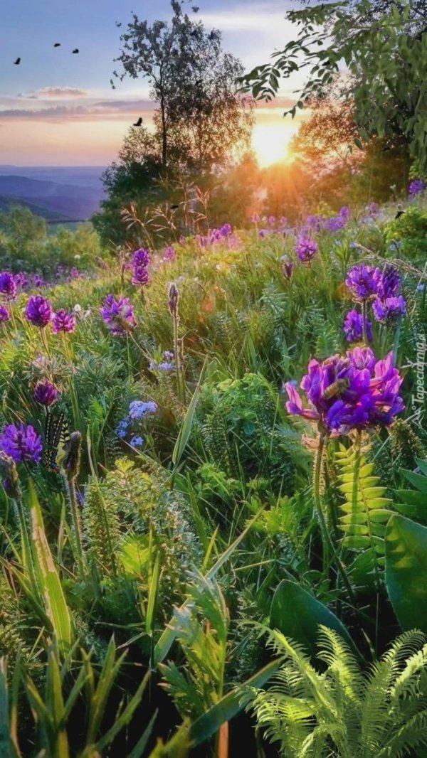 пейзажи летние