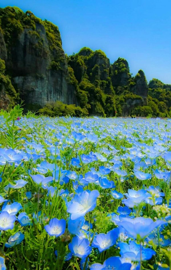 парк хитачи немофила