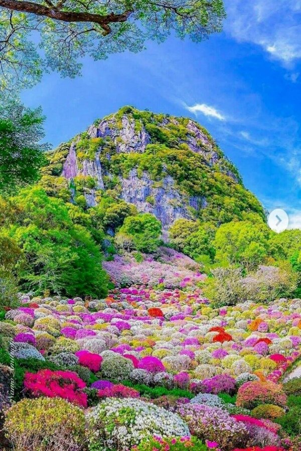 цветочный парк урасима япония