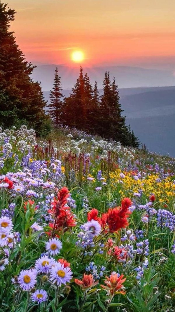 открытки с природой и цветами