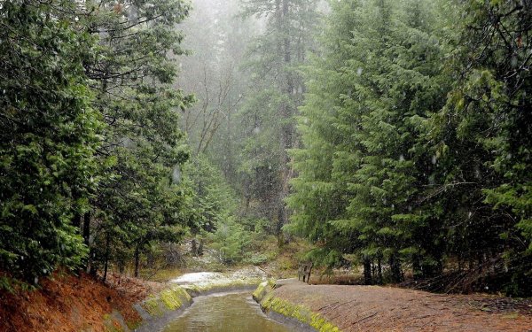 беловежская пуща река лесная