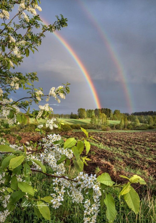 май черемуха цветет