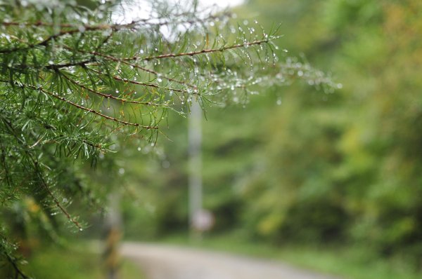 хвойное дерево