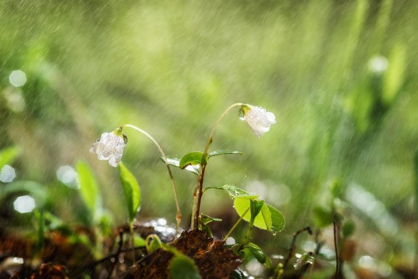 весенние дожди
