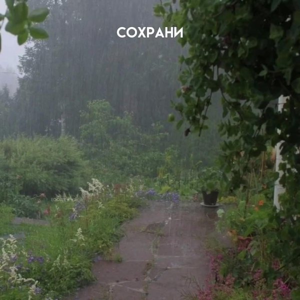 дождь на даче