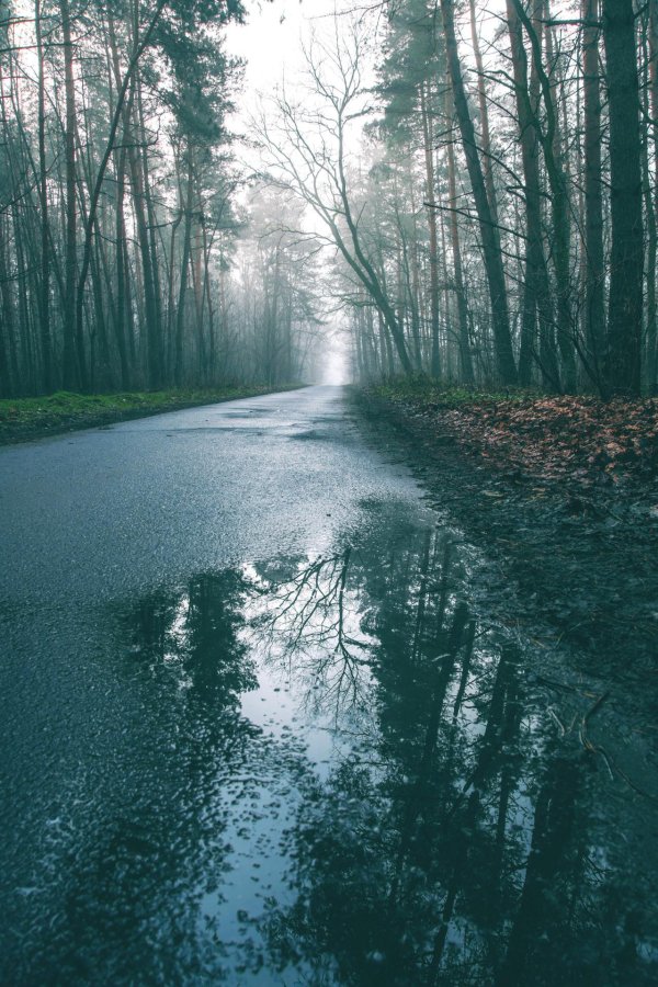 дождливый лес