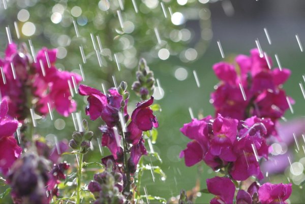 antirrhinum majus