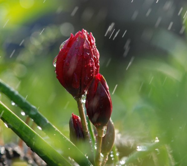 красные тюльпаны