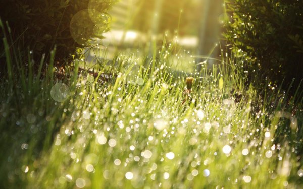 утренняя роса