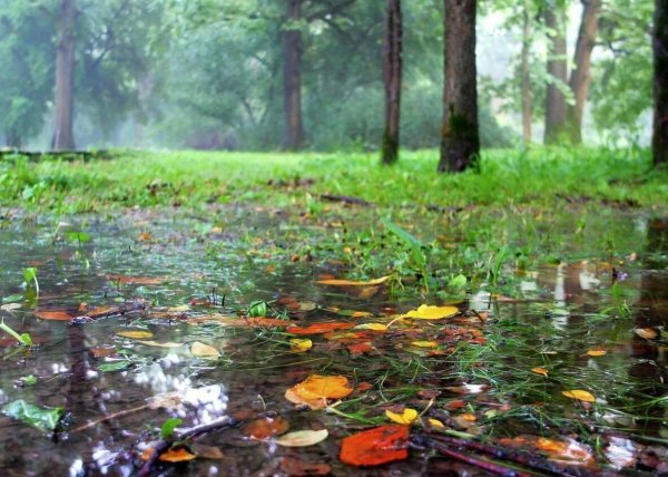 дождливая осень
