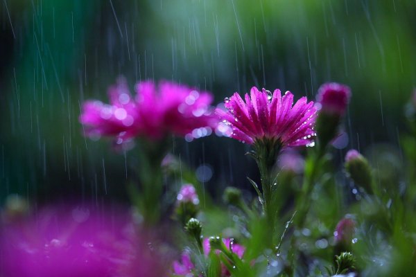 цветок полевой