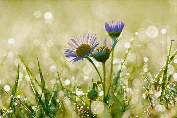 с утренней росой