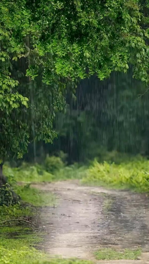 forest rain