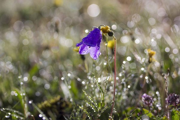 campanula rotundifolia