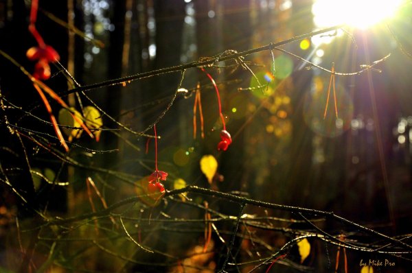 пейзажи осени
