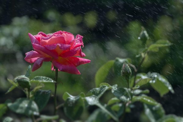 роза под дождем