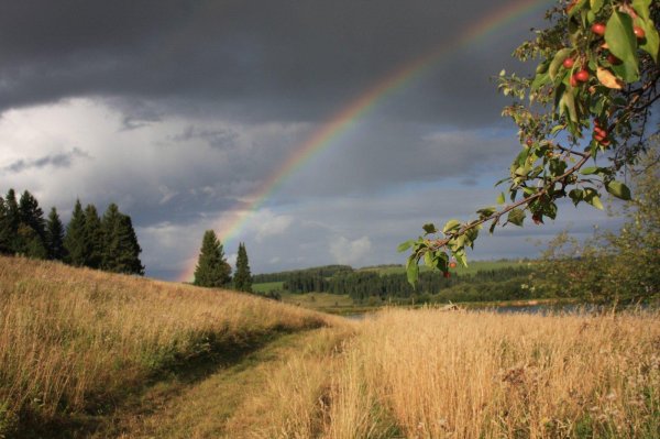 радуга над полем