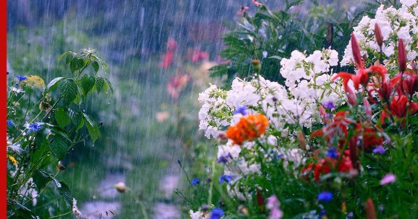 цветы под дождем