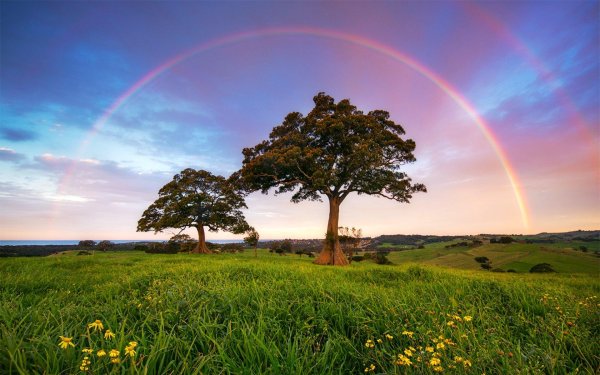 дерево радуга
