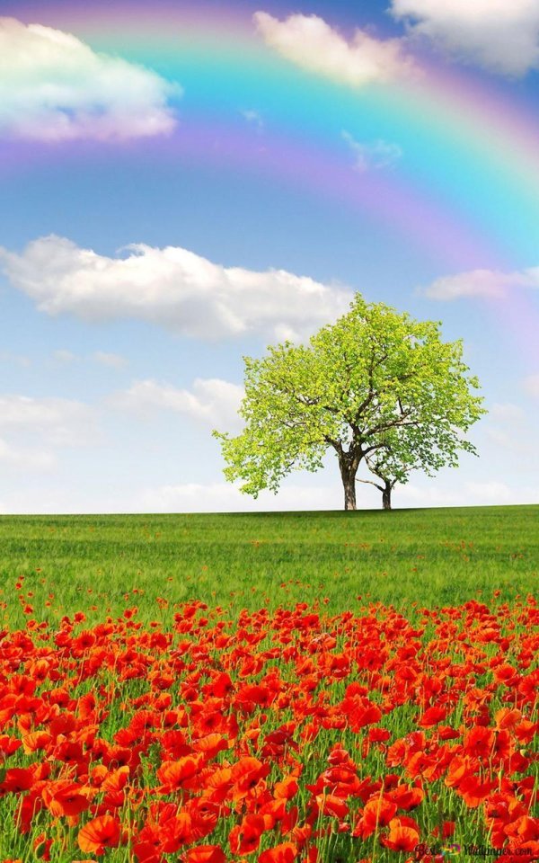 поле цветов