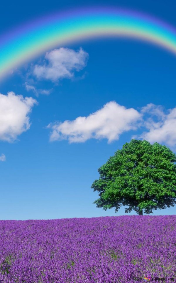 лавандовое поле