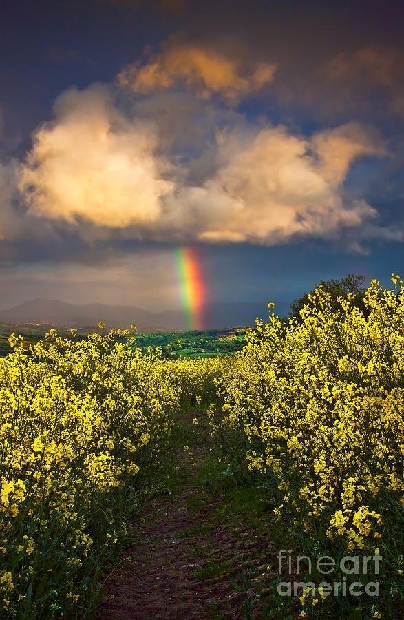 ракитник ранний олголд