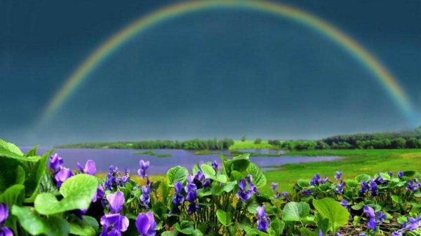 лесная фиалка