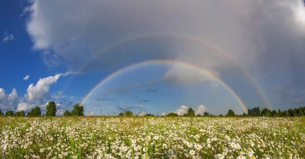 поле ромашек