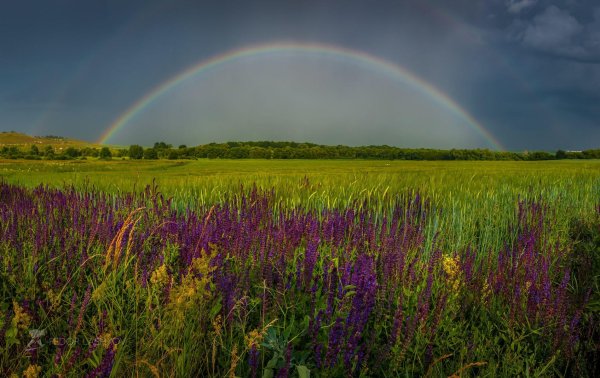 радуга над лугом